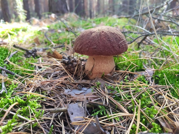 White mushroom boletus growing in the forest Autumn harvest