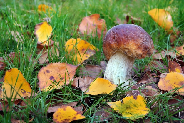 White mushroom. Cep Mushroom Growing in Autumn Forest.