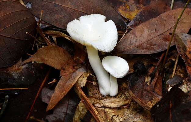 White mushroom on old fallen leaf