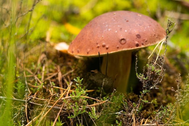 White mushroom White mushroom king Boletus Pinophilus Fungal mycelium in moss in the forest Large white mushrooms in nature Mushroom picking season fungal plants