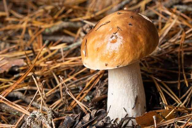 White mushroom White mushroom king Boletus Pinophilus Fungal mycelium in moss in the forest Large white mushrooms in nature Mushroom picking season fungal plants