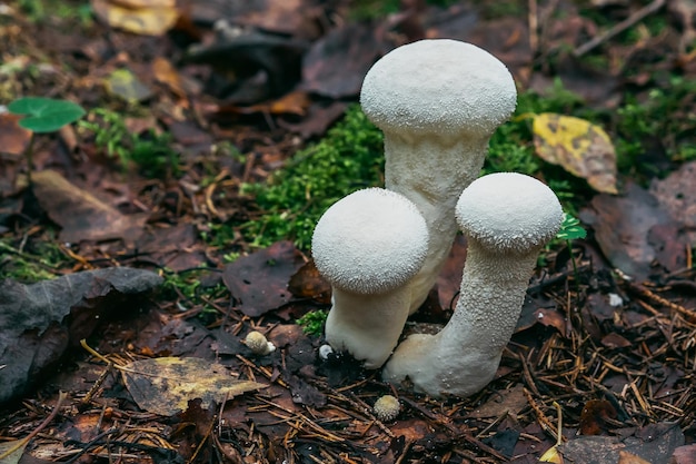 White mushrooms grow in autumn in forest in leaves and moss