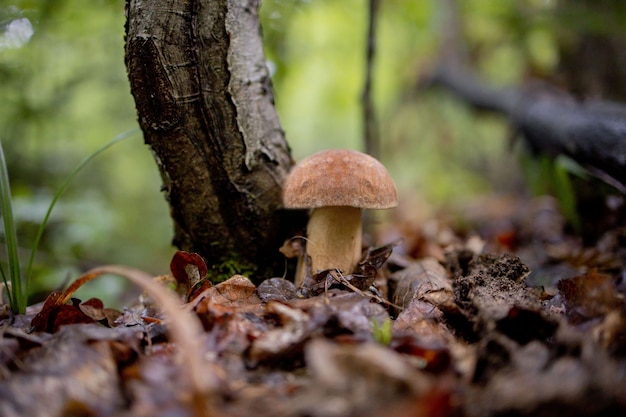 White mushrooms in the woods, on a background of leaves, bright sunlight. Boletus. Mushroom.