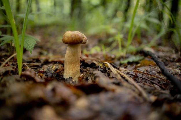 White mushrooms in the woods on a background of leaves bright sunlight boletus mushroom