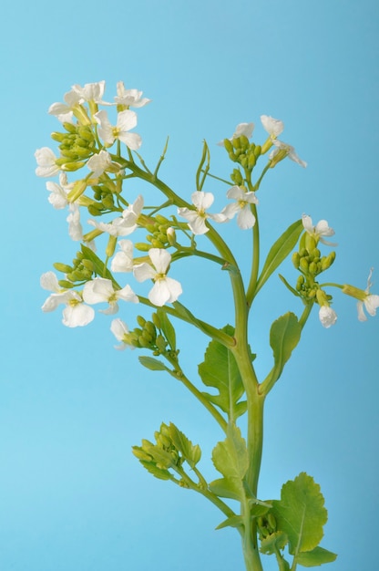 White mustard on blue wall