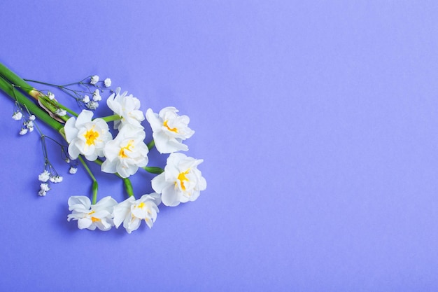 White narcissus on blue paper  background