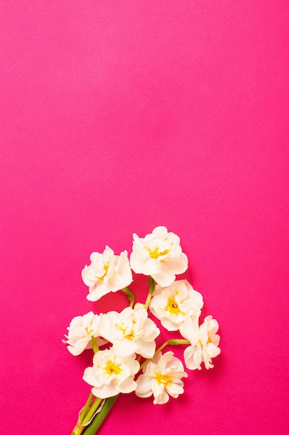 White narcissus on pink paper background