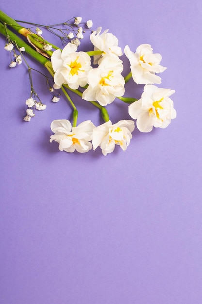 White narcissus on violet background