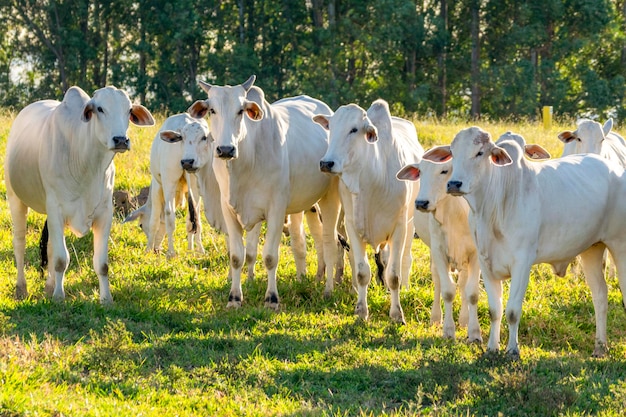 White Nelore cattle in the pasture