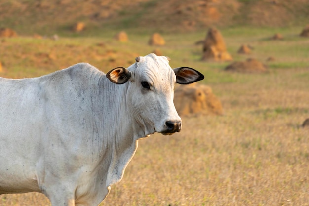 White nelore cattle in the pasture