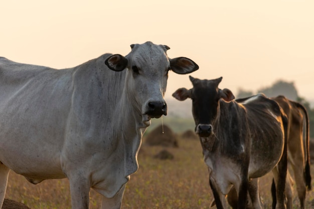 White nelore cattle in the pasture