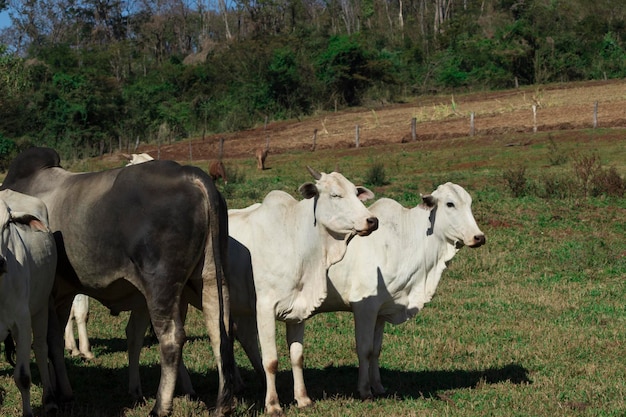 White nelore cow on farm