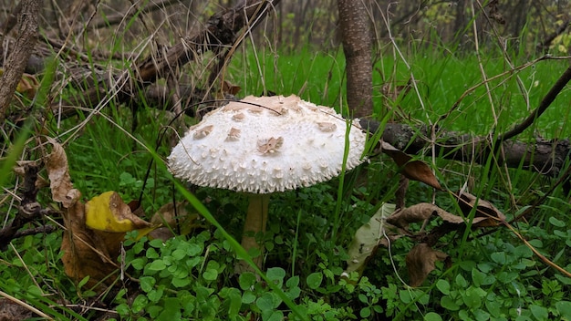 White nonedible mushroom of the species Chlorophyllum molybdites Grebe