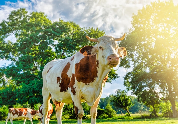 White normande cow grazing in the green meadows of the Pyrenees Mountains in Spain