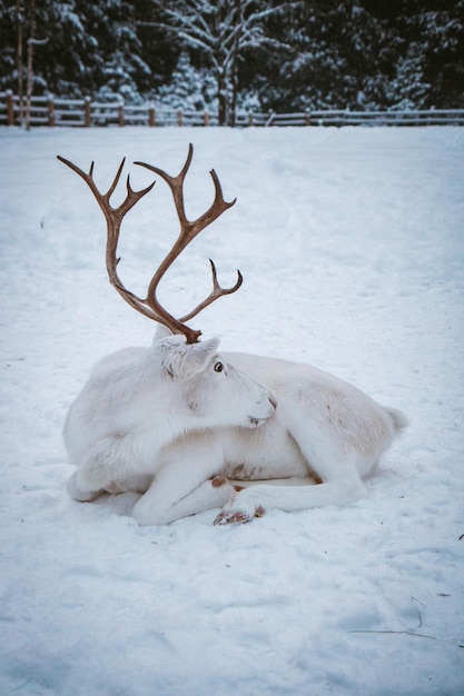 White northern deer lies in the snow and looks to the side