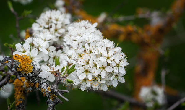 White oak tree blossom flowers close up