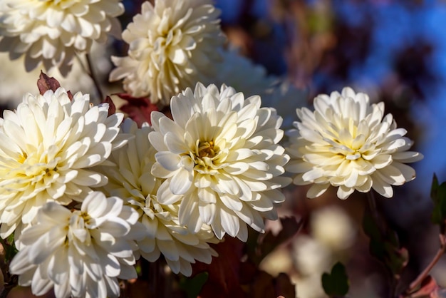 White old flowers in the autumn season