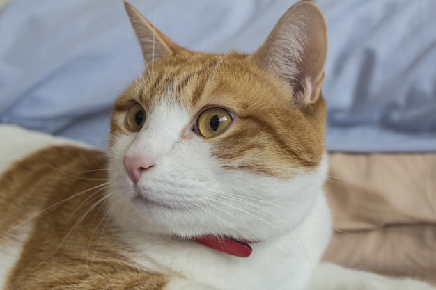 White and orange cat with big beautiful eyes