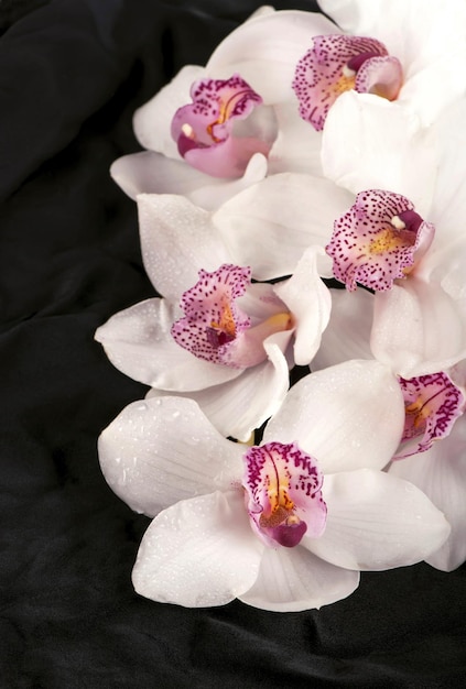 White orchid branch on a black background