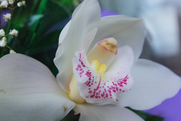 White orchid, close up. Selective focus of close-up of moth orchids in bouquet