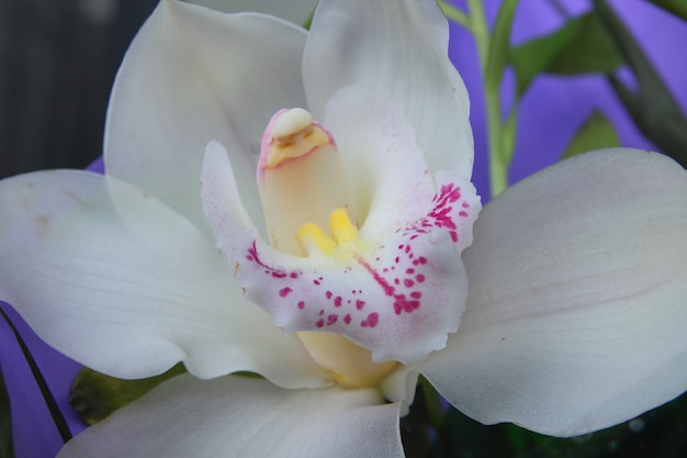 White orchid, close up. Selective focus of close-up of moth orchids in bouquet