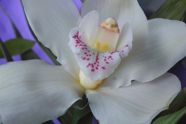 White orchid, close up. Selective focus of close-up of moth orchids in bouquet