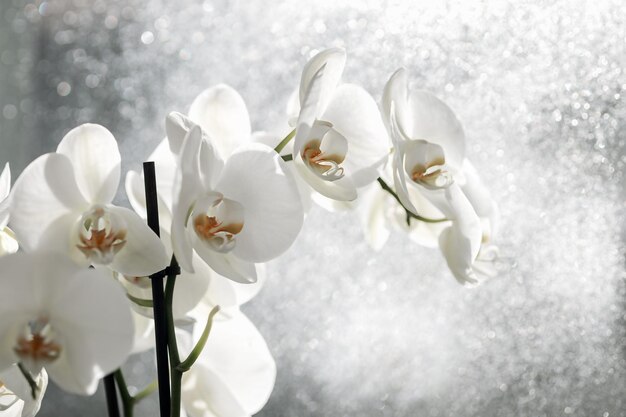 White orchid closeup on window on a rainy day