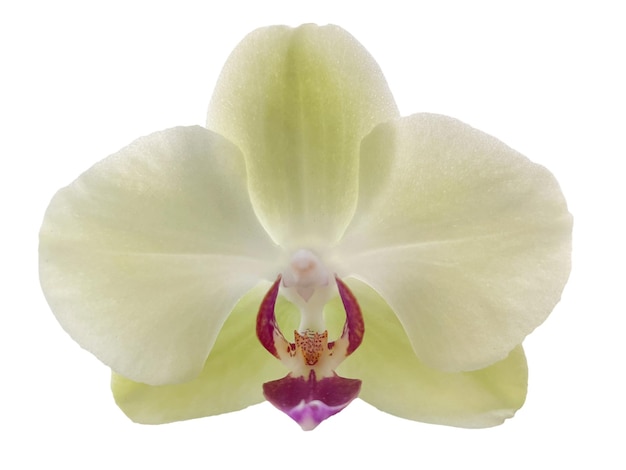 A white orchid flower with a red center and a white background.