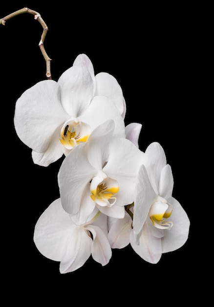 White orchid flowers isolated on black background. White Orchid.