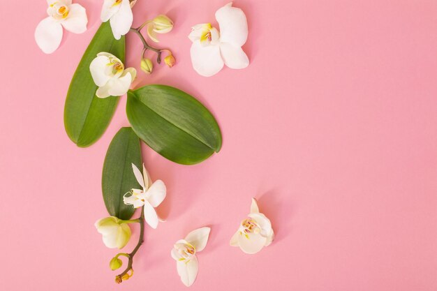 White orchid flowers on pink ackground