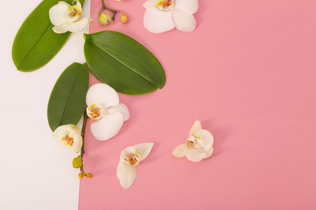 white orchid flowers on pink ackground