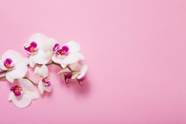 White orchid flowers  on pink paper background