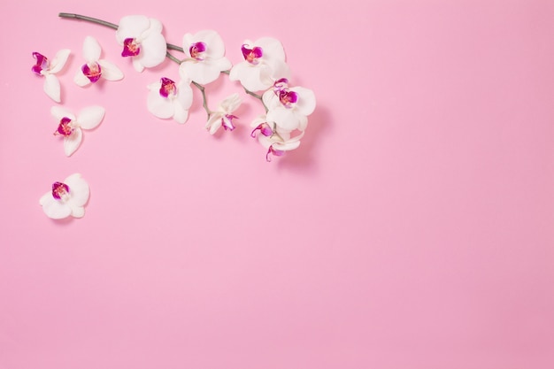 White orchid flowers  on pink paper background