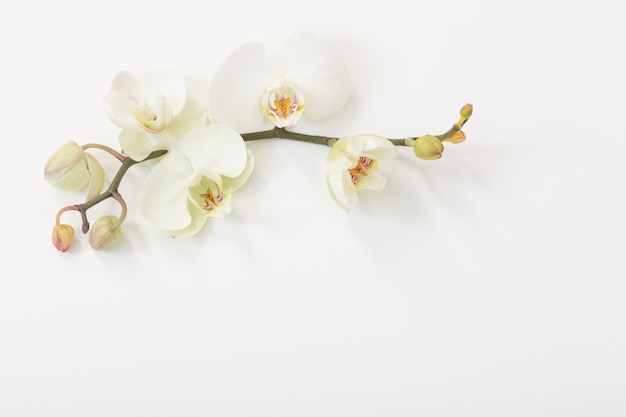 White orchid flowers on white background