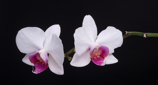 White orchid flowers with blossom at black isolated background Banner