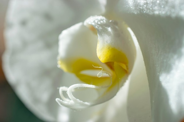 White orchid flowers with dew drops