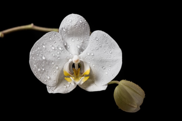 White orchid flowers with drobs isolated on black background. White Orchid.