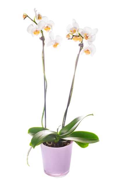 White orchid grows in pot isolated on white