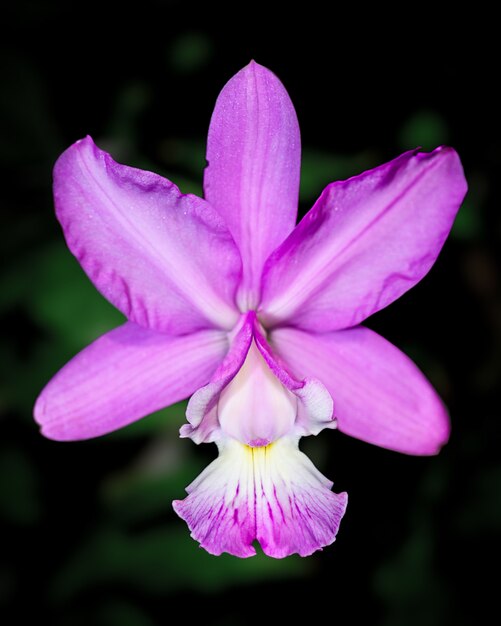 White orchid isolated on black