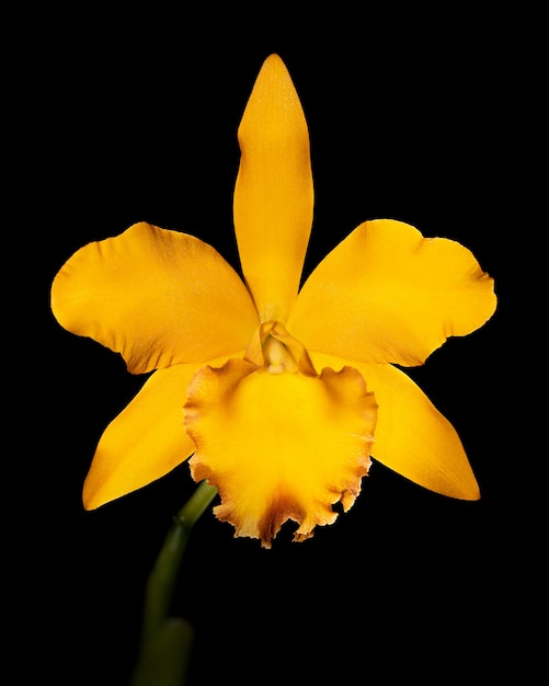 White orchid isolated on black