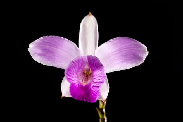 White orchid isolated on black