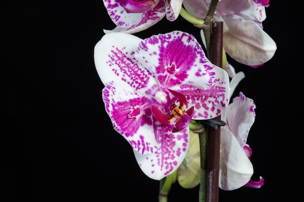 Photo white orchid with purple center on black background