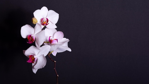 White orchid with purple center isolated on black background