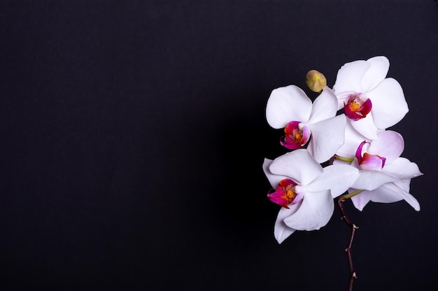 White orchid with purple center isolated on black background