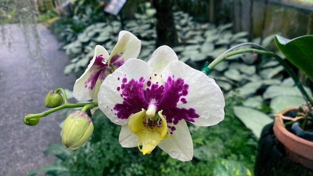 Photo white orchid with spotted purple on petals leopard prince on garden background doritaenopsis is a