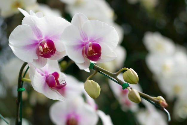 White orchid