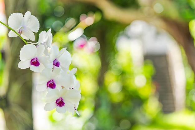 Photo white orchids blooming flower in a park of naha city in okinawa island in japan