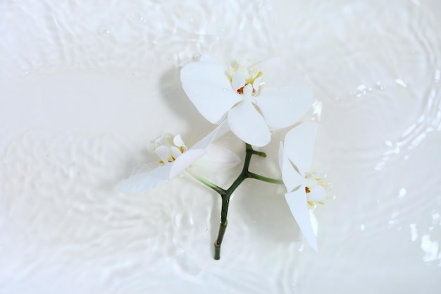 White orchids with yellow centers on a white background