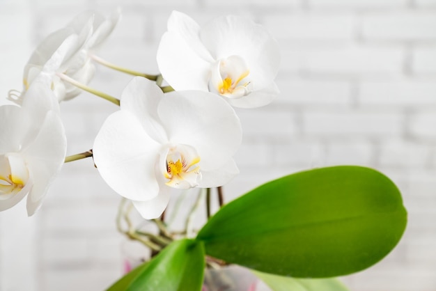 White orchis flower in bloom