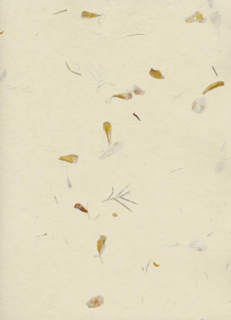 White paper background with dried flowers